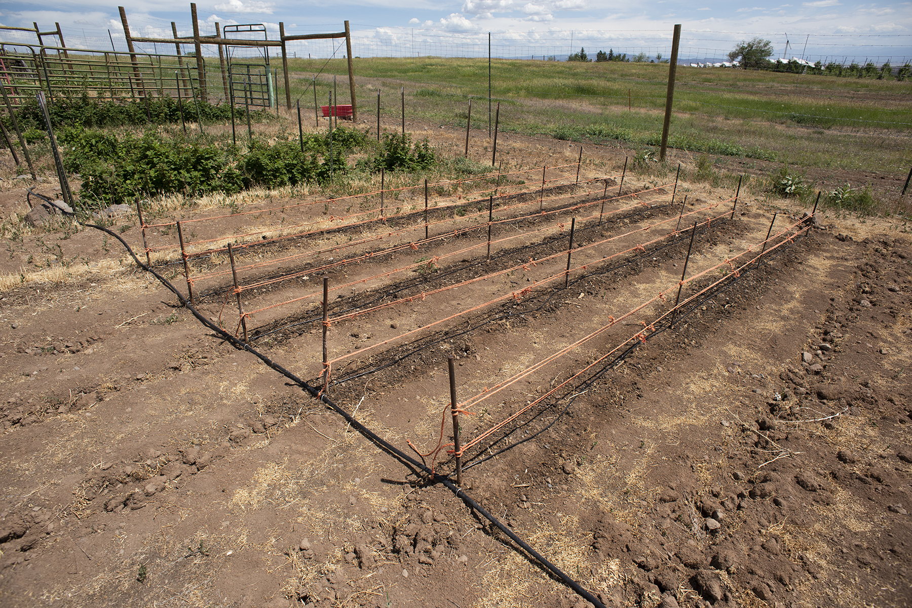 The bean harvest | Finding Quiet Farm